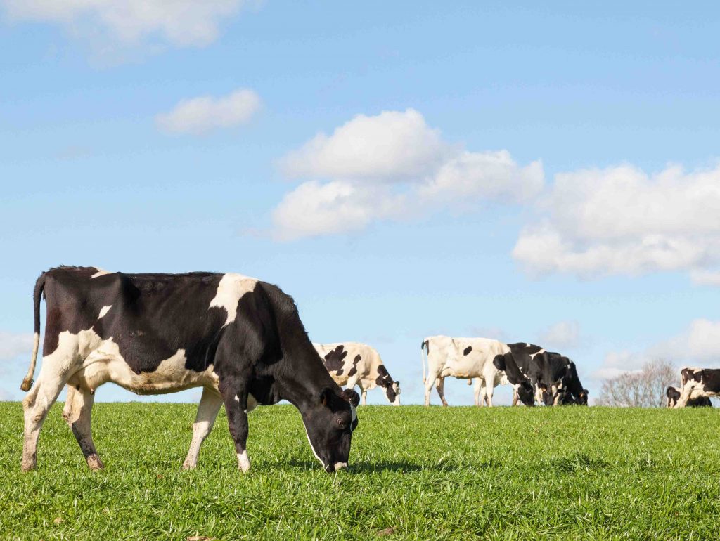 Holstein Sığır Irkı Özellikleri ve Yetiştiriciliği