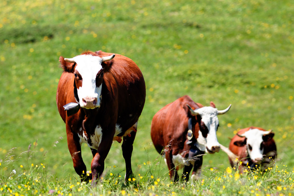 Sığırlarda Tırnak Sorunları ve Tırnak Bakımı