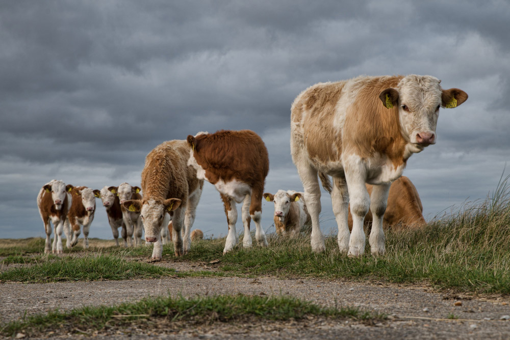 Sığırlarda Topallık ve Tırnak Hastalıkları