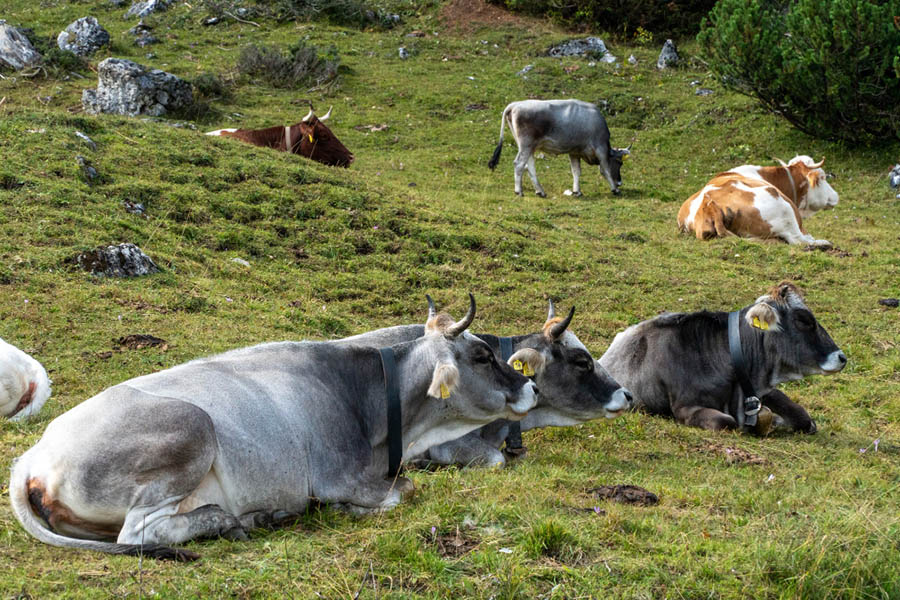Sığır Vebası Hastalığı Nedir - Belirtileri Nelerdir