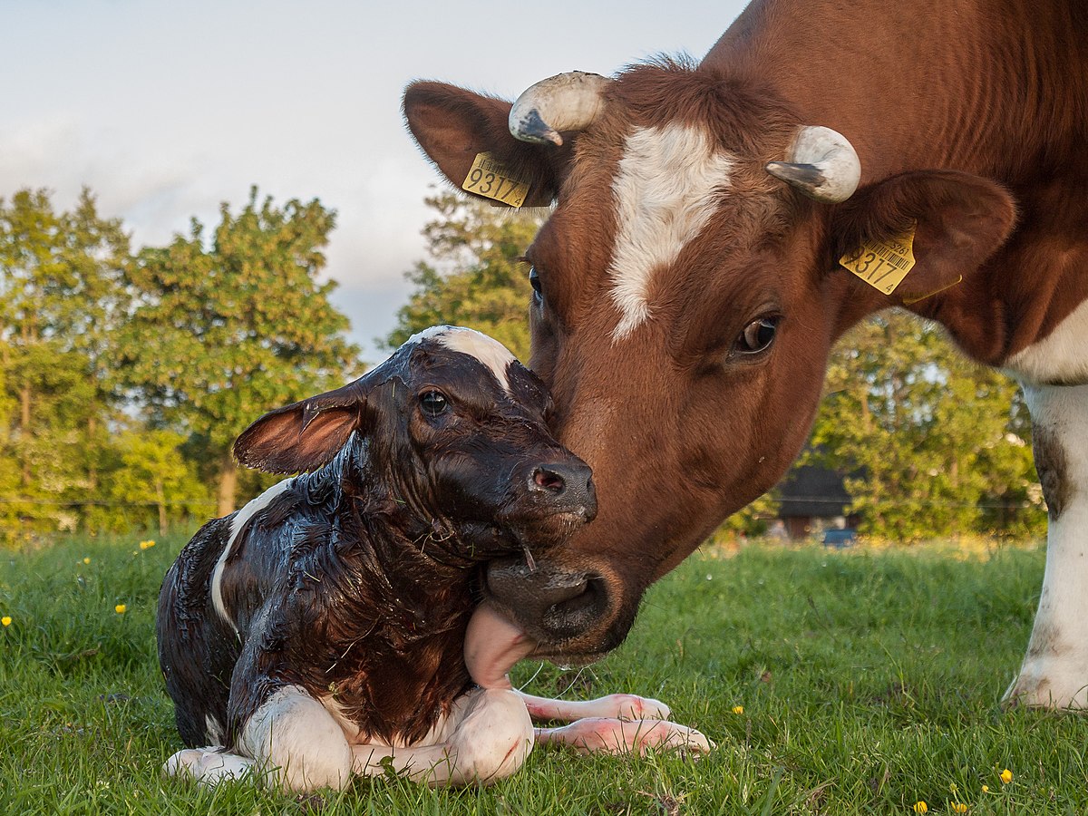 Süt Sığırlarında Doğum ve Üreme Sağlığı