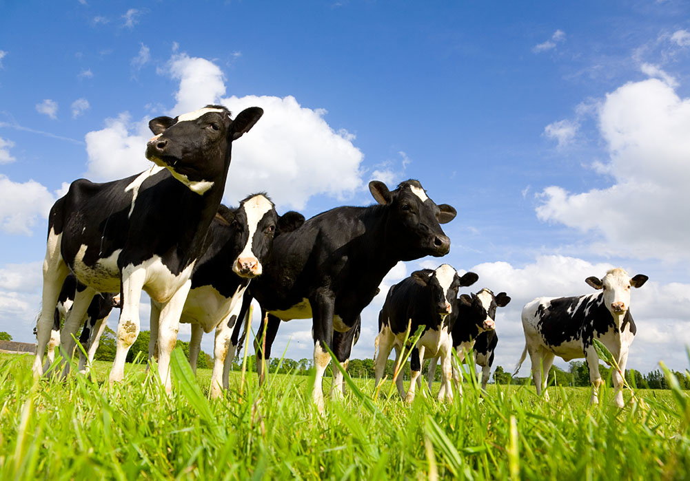 Sığırlarda Solunum Sistemi Hastalıkları Belirtileri