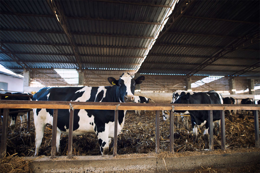 Süt Hayvancılığında İnfertilite Nedir - Neden Olur